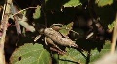 Thyreonotus bidens