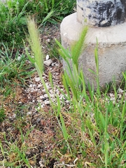 Hordeum murinum