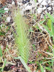 Hordeum murinum