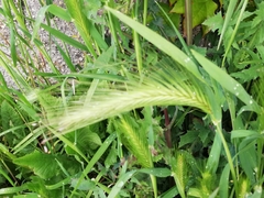 Hordeum murinum