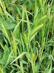 Hordeum murinum