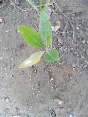 Pittosporum undulatum