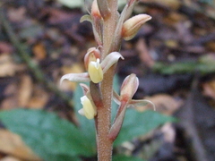 Goodyera rubicunda