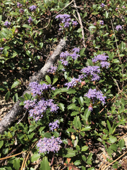 Ceanothus prostratus prostratus