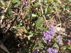Ceanothus prostratus prostratus