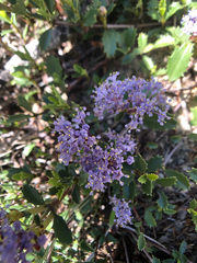 Ceanothus prostratus prostratus