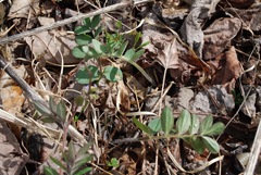 Polemonium reptans villosum