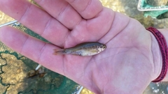 Pelasgus thesproticus