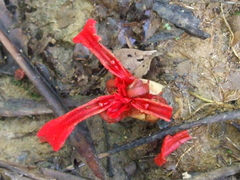 Etlingera megalocheilos