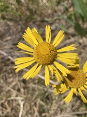 Helenium drummondii