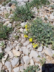 Alyssum baumgartnerianum