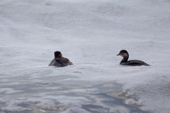 Podiceps nigricollis