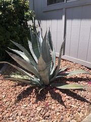 Agave