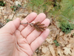 Comptonia peregrina