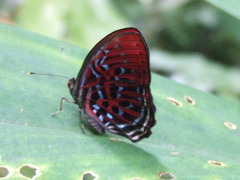 Paralaxita damajanti