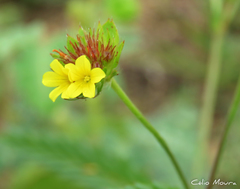 Waltheria operculata