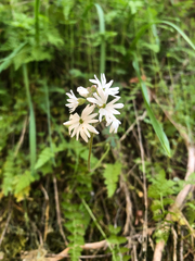 Lithophragma parviflorum parviflorum