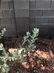 Leucophyllum frutescens