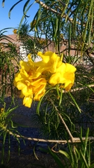 Cascabela thevetioides