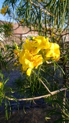 Cascabela thevetioides