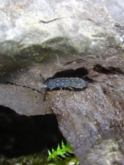 Vertagopus arboreus