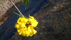 Cascabela thevetioides