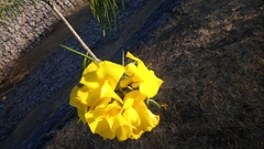 Cascabela thevetioides