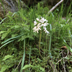 Lithophragma parviflorum parviflorum