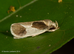 Antaeotricha