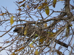 Corythaixoides concolor concolor