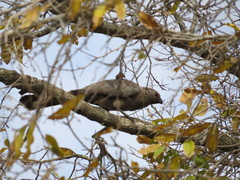 Corythaixoides concolor concolor