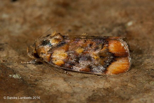 Chlamydastis molinella