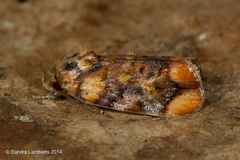 Chlamydastis molinella