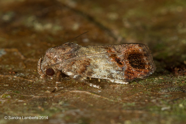 Chlamydastis deflexa