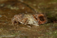 Chlamydastis deflexa