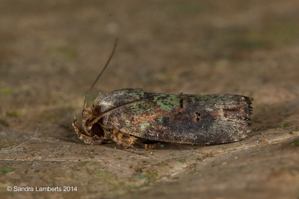 Chlamydastis phytoptera
