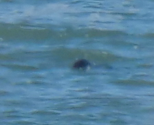 Phocoena phocoena