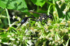 Eremnophila