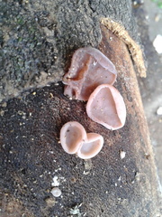 Peziza domiciliana
