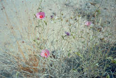 Argemone chisosensis