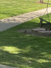 Turdus migratorius
