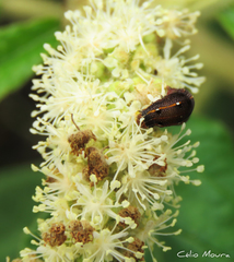 Spodoptera cosmioides