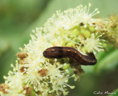 Spodoptera cosmioides