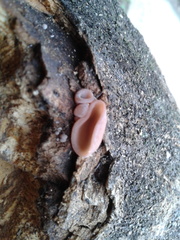 Peziza domiciliana