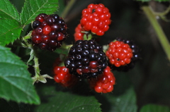 Rubus sellowii