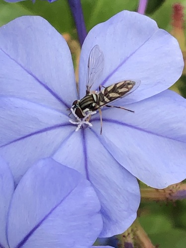 Allograpta piurana photo 3