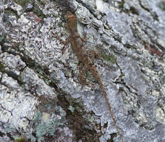 Anolis ortonii