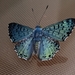Mariposa Azul Mexicana Peninsular - Photo (c) charlieest, algunos derechos reservados (CC BY-NC), subido por charlieest