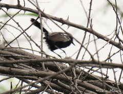 Formicivora melanogaster