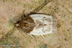 Antaeotricha